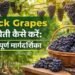 Black Grapes की खेती कैसे करें एक सफल और लाभदायक गाइड (2026 में किसान कैसे बढ़ाएं मुनाफा)