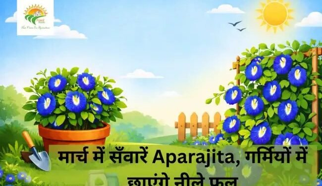 मार्च में सँवारें Aparajita, गर्मियों में छाएंगे नीले फूल