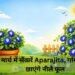 मार्च में सँवारें Aparajita, गर्मियों में छाएंगे नीले फूल