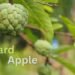 Custard Apple की खेती से किसानों की बदलती किस्मत