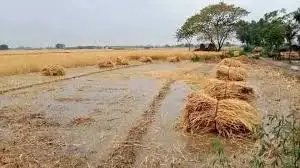 नासिक जिले में बेमौसम बारिश से ₹73 करोड़ से ज्यादा का नुकसान