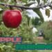 Apple Farming की पूरी कहानी मेहनत से मुनाफे तक