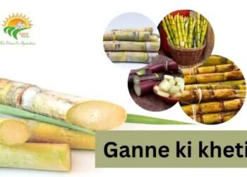 Ganne ki kheti: STP तकनीक से बढ़ेगा मुनाफा (2026 गाइड)