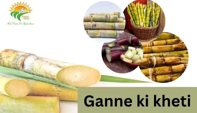 Ganne ki kheti: STP तकनीक से बढ़ेगा मुनाफा (2026 गाइड)