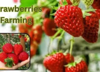 कैसे करें strawberries farming और पाएं जबरदस्त कमाई