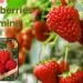 कैसे करें strawberries farming और पाएं जबरदस्त कमाई