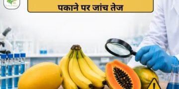 FSSAI सख्त: आम, केला, पपीता पकाने पर जांच तेज