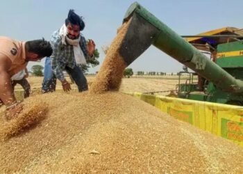 गेहूं किसानों की बल्ले-बल्ले! MSP में ₹160 की बढ़ोतरी, अब ₹2585 प्रति क्विंटल मिलेगा दाम