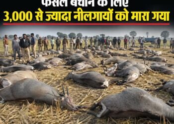 फसल बचाने के लिए 3,000 से ज्यादा नीलगायों को मारा गया