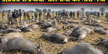 फसल बचाने के लिए 3,000 से ज्यादा नीलगायों को मारा गया