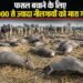 फसल बचाने के लिए 3,000 से ज्यादा नीलगायों को मारा गया
