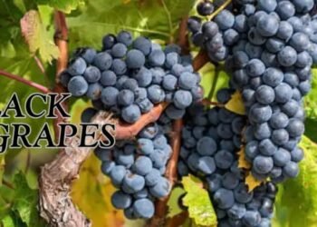 Black Grapes दिल, दिमाग और त्वचा के लिए सुपरफूड