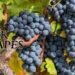 Black Grapes दिल, दिमाग और त्वचा के लिए सुपरफूड