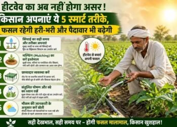 हीटवेव का अब नहीं होगा असर! किसान अपनाएं ये 5 स्मार्ट तरीके, फसल रहेगी हरी-भरी और पैदावार भी बढ़ेगी