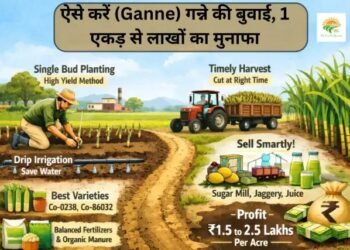 ऐसे करें (Ganne) गन्ने की बुवाई, 1 एकड़ से लाखों का मुनाफा