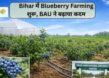 Bihar में Blueberry Farming शुरू, BAU ने बढ़ाया कदम