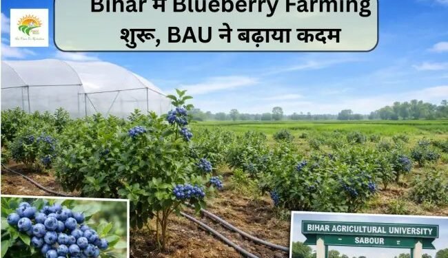Bihar में Blueberry Farming शुरू, BAU ने बढ़ाया कदम