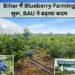 Bihar में Blueberry Farming शुरू, BAU ने बढ़ाया कदम