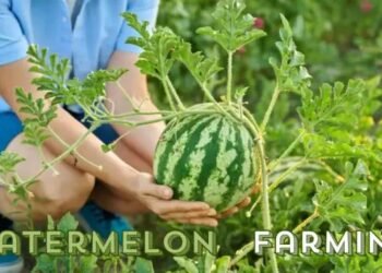 Watermelon Farming का पूरा बिजनेस प्लान लागत और मुनाफा