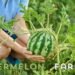 Watermelon Farming का पूरा बिजनेस प्लान लागत और मुनाफा