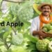 Custard Apple किसानों के लिए स्मार्ट और लाभकारी फसल