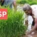 एमएसपी पर रिकॉर्ड खरीद को मंजूरी, किसानों को मिलेगा बड़ा लाभ