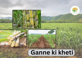 Oman में ganne ki kheti (Sugarcane Farming) की कटाई शुरू, उत्पादन बढ़ेगा (2026)