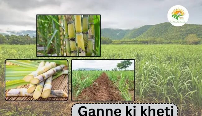 Oman में ganne ki kheti (Sugarcane Farming) की कटाई शुरू, उत्पादन बढ़ेगा (2026)