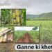 Oman में ganne ki kheti (Sugarcane Farming) की कटाई शुरू, उत्पादन बढ़ेगा (2026)