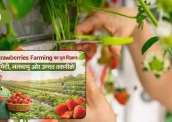 Strawberries Farming का पूरा विज्ञान मिट्टी, जलवायु और उन्नत तकनीकें