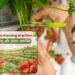 Strawberries Farming का पूरा विज्ञान मिट्टी, जलवायु और उन्नत तकनीकें