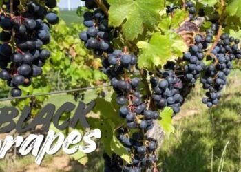 Black Grapes छोटी सी फल, बड़े-बड़े हेल्थ बेनिफिट्स