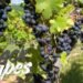 Black Grapes छोटी सी फल, बड़े-बड़े हेल्थ बेनिफिट्स
