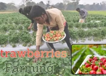 भारत में strawberries farming कैसे शुरू हुई? जानें इसका इतिहास और विकास