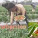 भारत में strawberries farming कैसे शुरू हुई? जानें इसका इतिहास और विकास