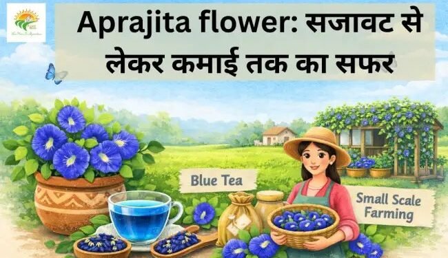 Aprajita flower: सजावट से लेकर कमाई तक का सफर