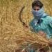 मौसम बिगड़ने से किसानों की बढ़ी चिंता