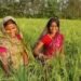 वैश्विक सम्मेलन GCWAS–2026 का समापन: कृषि-खाद्य प्रणालियों में महिलाओं की भागीदारी बढ़ाने पर वैश्विक सहमति