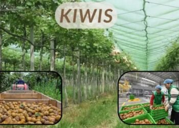Kiwis Farming में सफलता के लिए जरूरी ज्ञान, तकनीक और किसानों की भूमिका
