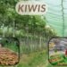 Kiwis Farming में सफलता के लिए जरूरी ज्ञान, तकनीक और किसानों की भूमिका