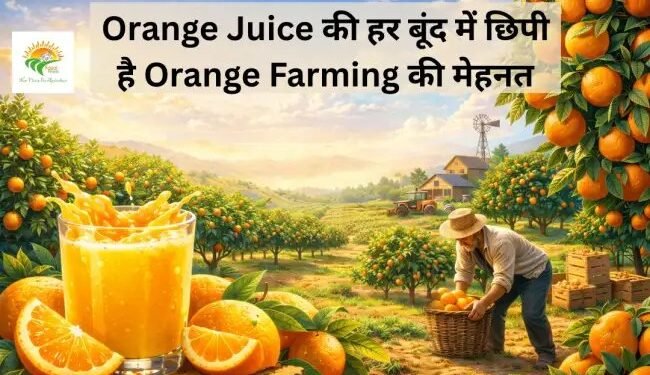 Orange Juice की हर बूंद में छिपी है Orange Farming की मेहनत