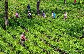 बंगाल चुनाव  से पहले जोर पकड़ने लगा चाय मजदूरों का मुद्दा, महिलाओं ने उठाई मांग