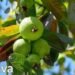Guava एक ऐसा फल जो बदल सकता है आपकी खेती की किस्मत