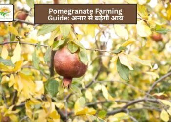 Pomegranate Farming Guide: अनार से बढ़ेगी आय