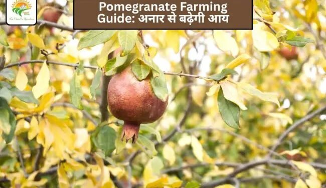 Pomegranate Farming Guide: अनार से बढ़ेगी आय