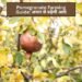 Pomegranate Farming Guide: अनार से बढ़ेगी आय