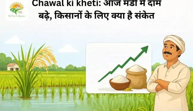 Chawal ki kheti: आज मंडी में दाम बढ़े, किसानों के लिए क्या है संकेत