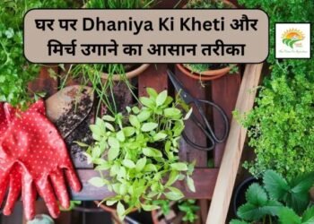 घर पर Dhaniya Ki Kheti और मिर्च उगाने का आसान तरीका