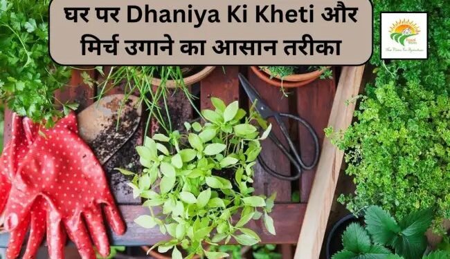 घर पर Dhaniya Ki Kheti और मिर्च उगाने का आसान तरीका
