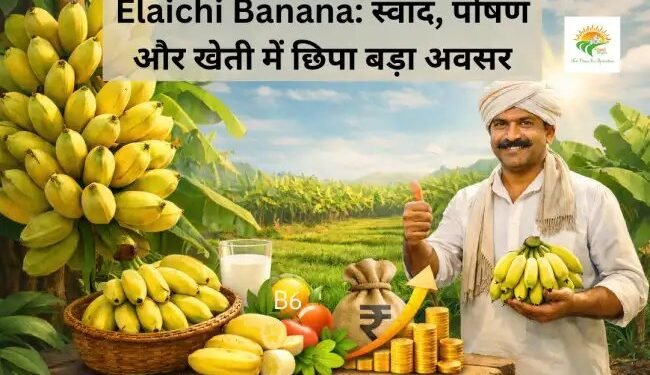 Elaichi Banana: स्वाद, पोषण और खेती में छिपा बड़ा अवसर